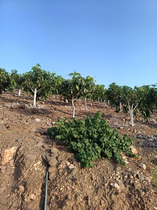 Finca de mango