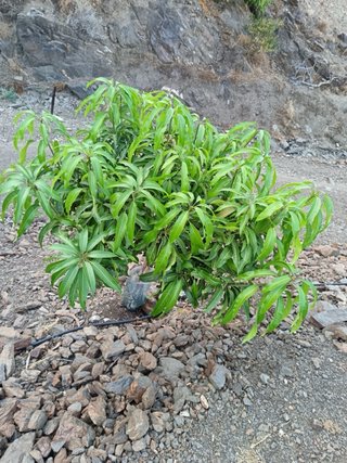 Finca de mango