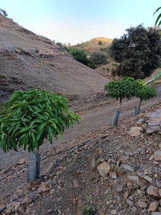 Finca de mango