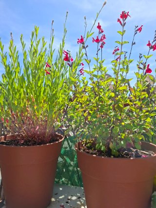Super oferta !!! Lote 2 plantas en maceta