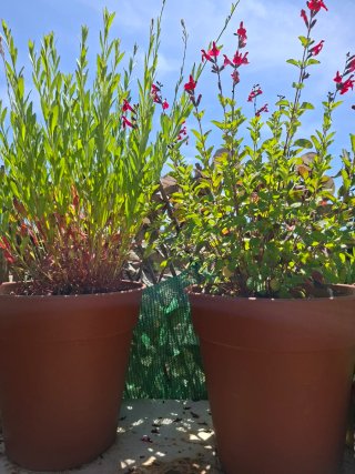 Super oferta !!! Lote 2 plantas en maceta