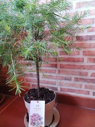 Planta Flor de Cera