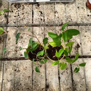 Set 2 Ficus Benjamin 30cm