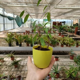 Set 2 Ficus Benjamin 30cm