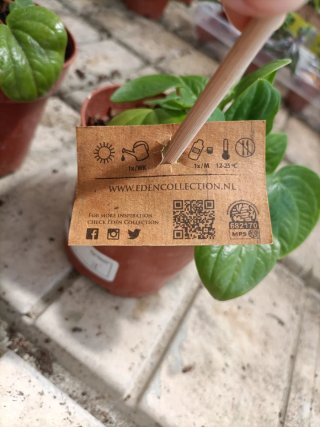 Set 3 Peperomia Rana Verde Albovittata 18cm