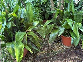 Planta pilistra grande