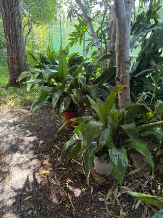 Planta pilistra grande