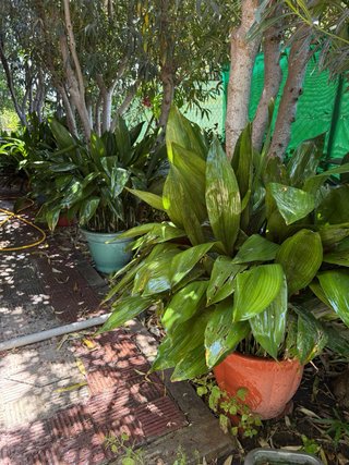 Planta pilistra grande