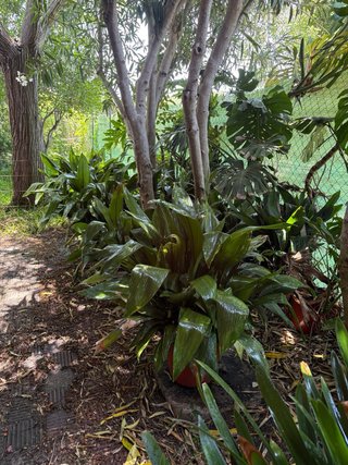 Planta pilistra grande