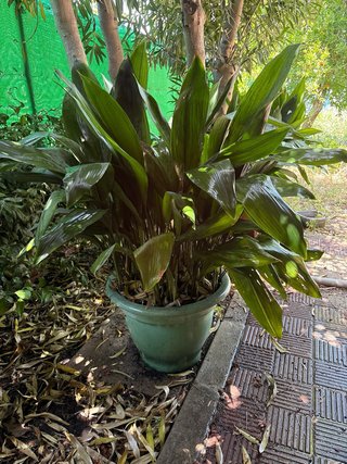 Planta pilistra grande