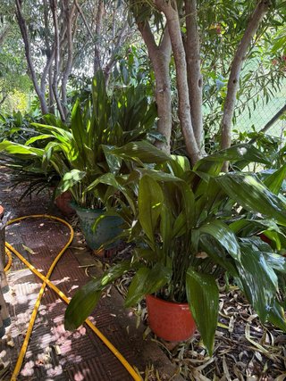 Planta pilistra grande
