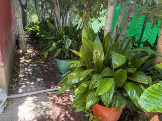 Planta pilistra grande