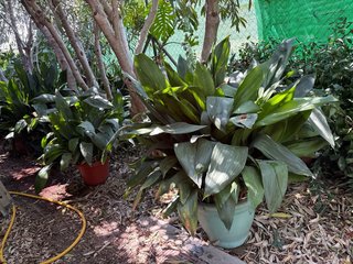 Planta pilistra grandes