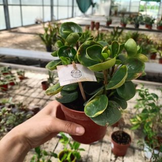 Set 4 Peperomia Obtipan 20cm