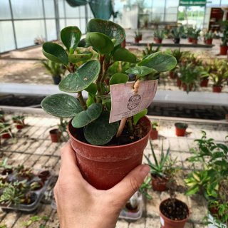 Set 4 Peperomia Obtipan 20cm