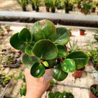 Set 4 Peperomia Obtipan 20cm