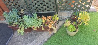 Centro de plantas suculentas