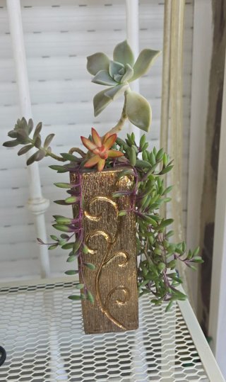 Centro de plantas suculentas