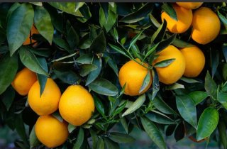 Naranjas