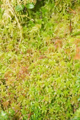 Muschio Sphagnum vivo - 3 pacchi