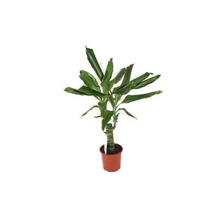 Plantas tropicales y exoticas de interior y exteri