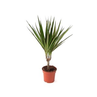Plantas tropicales y exoticas de interior y exteri