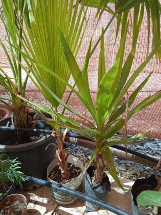 Palmera Washingtonia y Yuca