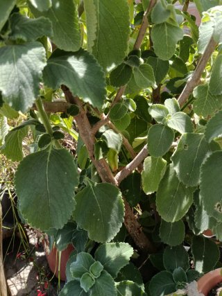 Planta Orégano Poleo / Orejón