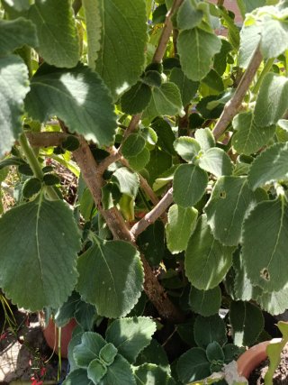 Planta Orégano Poleo / Orejón