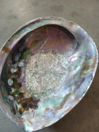 Conchiglia Abalone