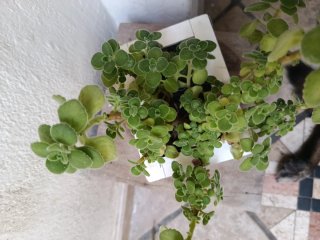 Orégano Sudamericano Planta