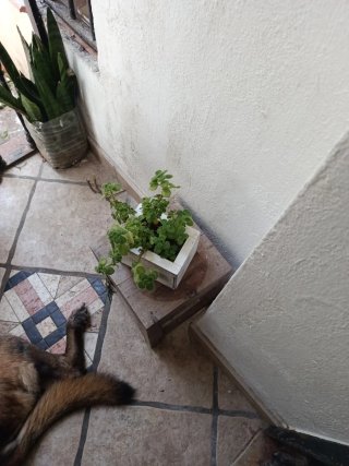 Orégano Sudamericano Planta