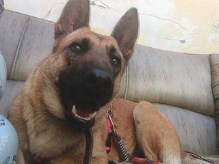 Cachorra de 1 año en adopción