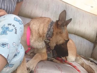 Cachorra de 1 año en adopción