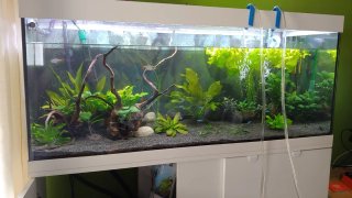 Acuario 240L con mueble blanco