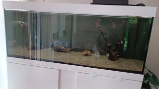 Acuario 240L con mueble blanco