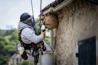 Eliminación de avispas