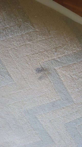 Sillas comedor blancas tapizadas