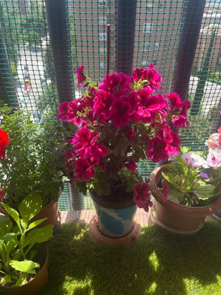 Planta con flores rosas
