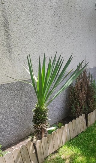 PLANTA DE YUCA PEQUEÑA ORNAMENTAL