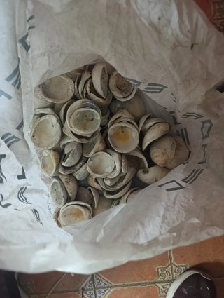 Conchas para acuarios