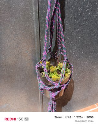 Planta Suculenta  o crasula Sedum Maceta Colgante