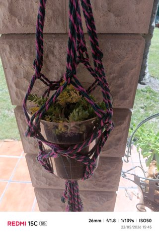 Planta Suculenta  o crasula Sedum Maceta Colgante