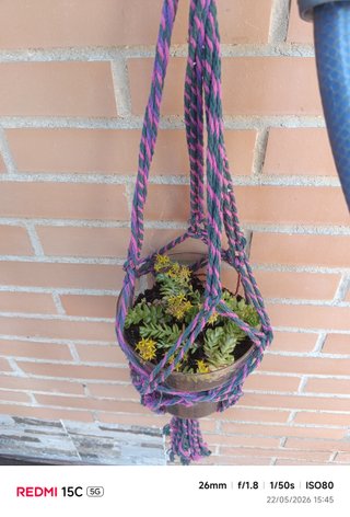 Planta Suculenta  o crasula Sedum Maceta Colgante