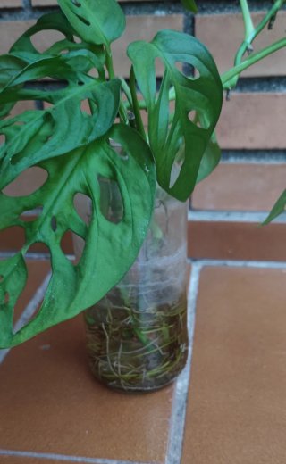 Monstera Adansonii Planta