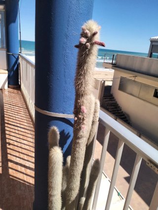 Cactus peludo con flores