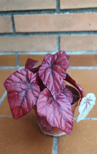 Begonia Rex Planta
