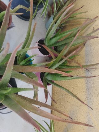 Planta Aloe Vera
