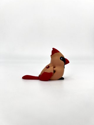 Cardinal Female Animascota – Cardenal Norteño Hemb