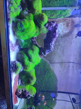 Acuario Marino 250L Completo
